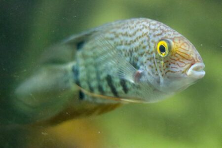Large freshwater pirarucu fish in Amazon river waters